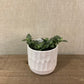 Fittonia – 3.5" Pot