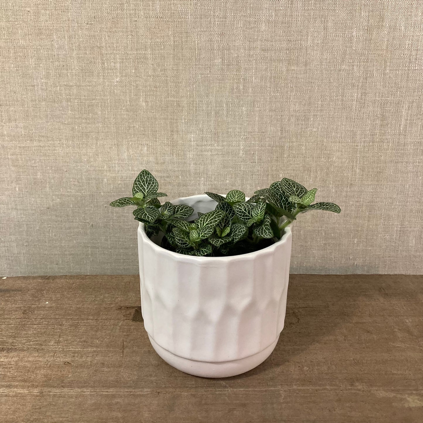 Fittonia – 3.5" Pot