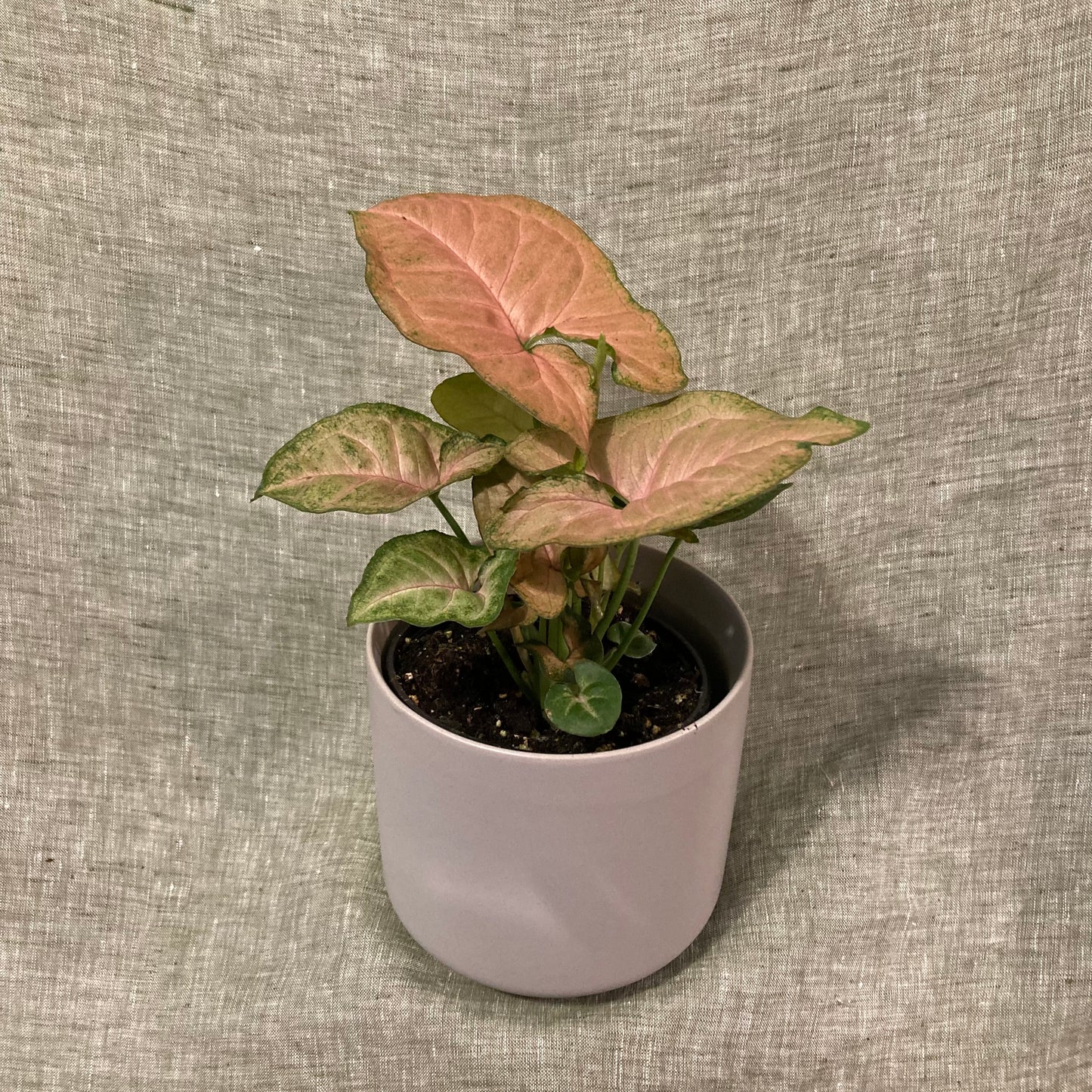 Nephthytis - Strawberry