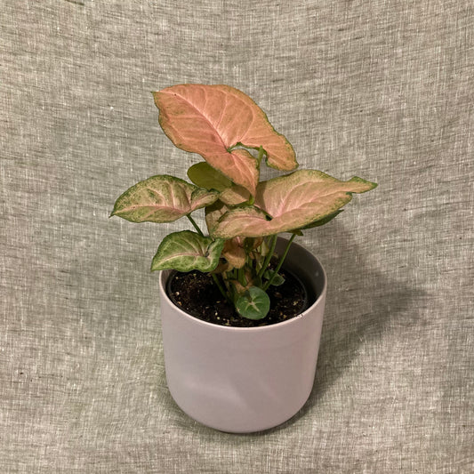 Nephthytis - Strawberry