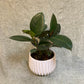 Rubber Plant (Ficus Elastica) - Dark