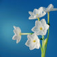 Paperwhite Bulbs (bag of 5)