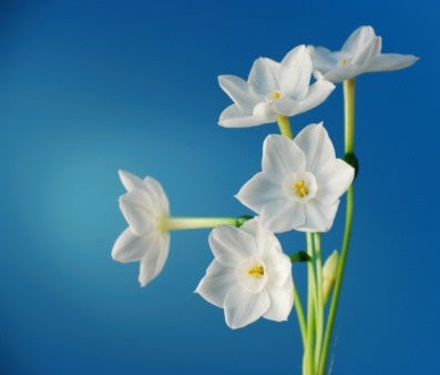 Paperwhite Bulbs (bag of 5)