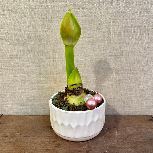 Amaryllis Bulb in Ceramic planter