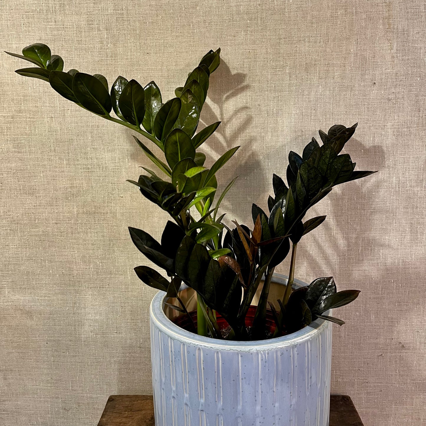 Raven ZZ Plant