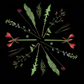 Black background with red and green flowers and leaves shown in a circular formation.