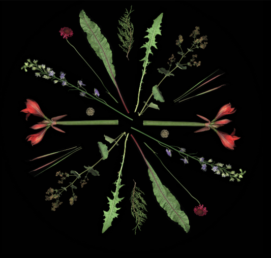 Black background with red and green flowers and leaves shown in a circular formation.
