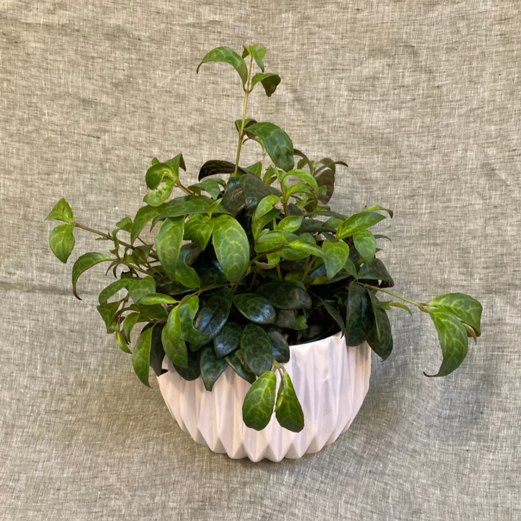 Zebra vine (Lipstick Plant)