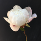 Peony Bunch
