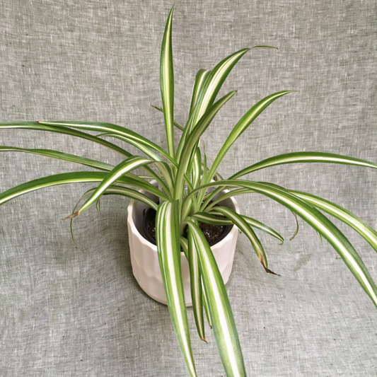 Spider Plant – 3.5" Pot