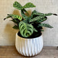 Calathea - Burle Marxii 6"