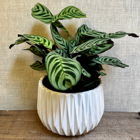 Calathea - Burle Marxii 6"