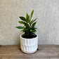 Ardisia - 3.5”