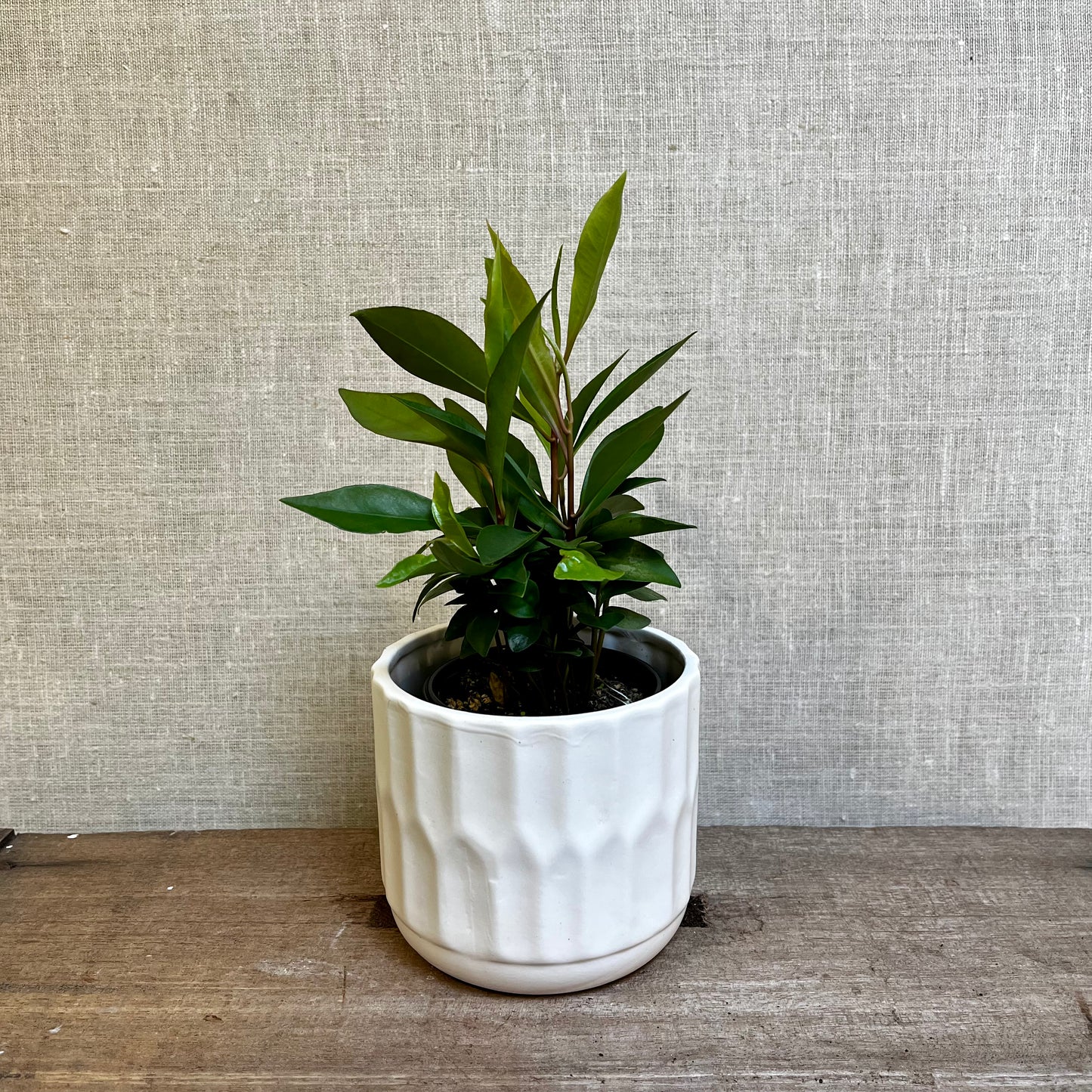 Ardisia - 3.5”