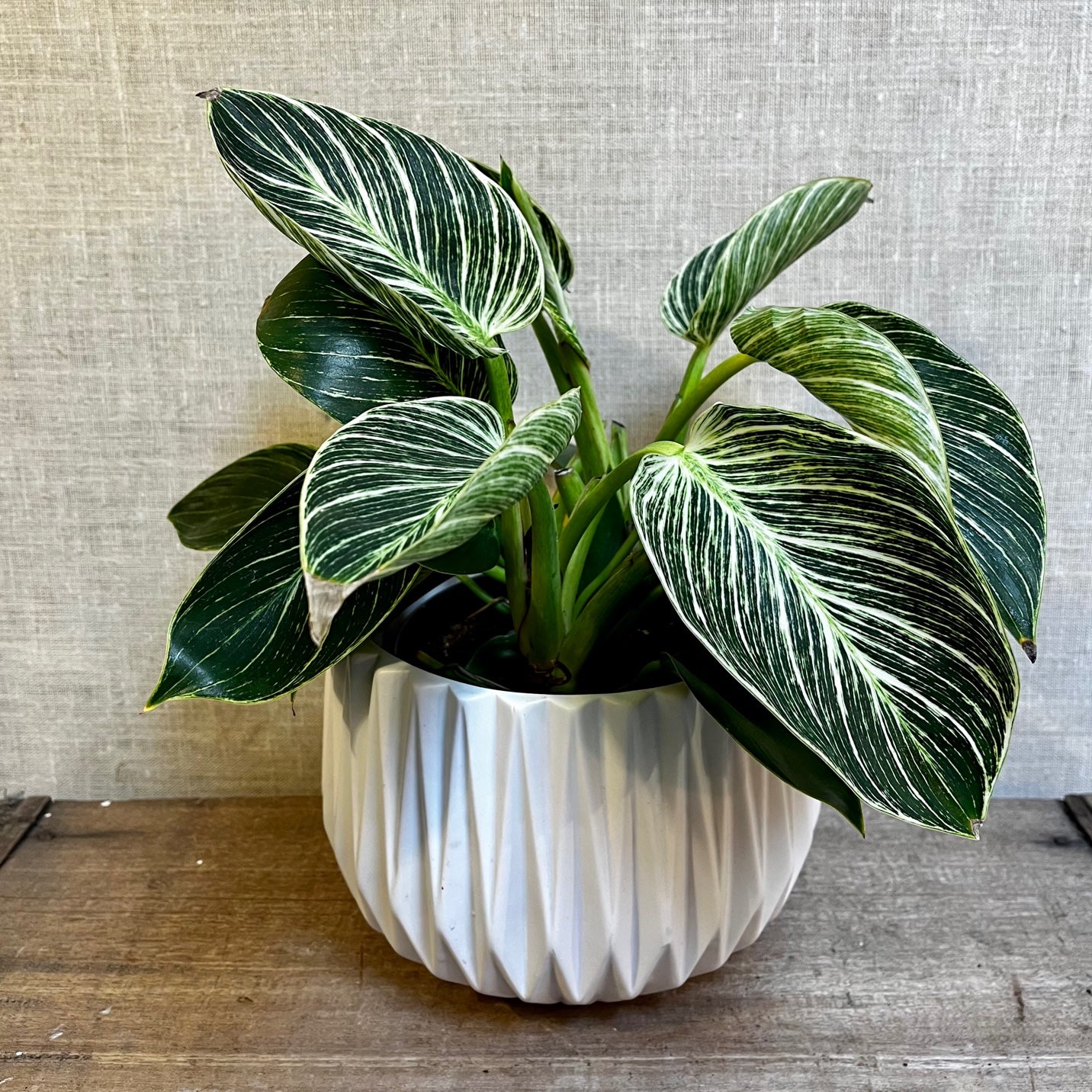 Philodendron Birkin