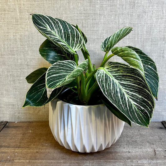 Philodendron Birkin