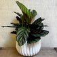 Calathea - Ornata (Pink) 6"