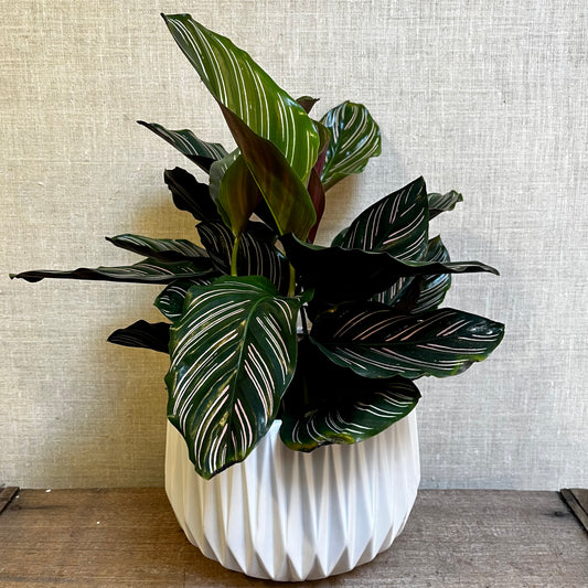 Calathea - Ornata (Pink) 6"