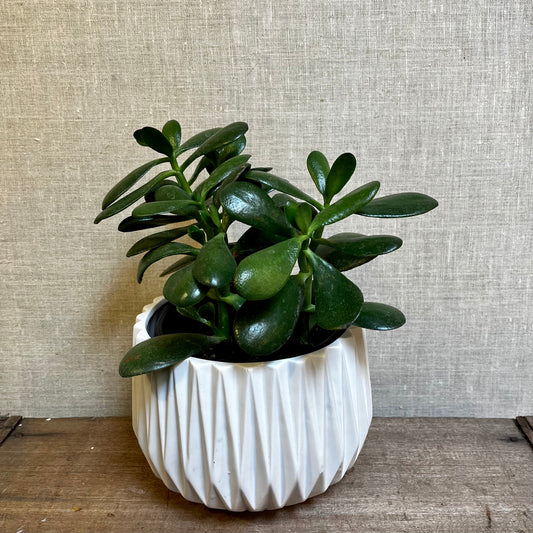 Jade plant - Crassula Ovata