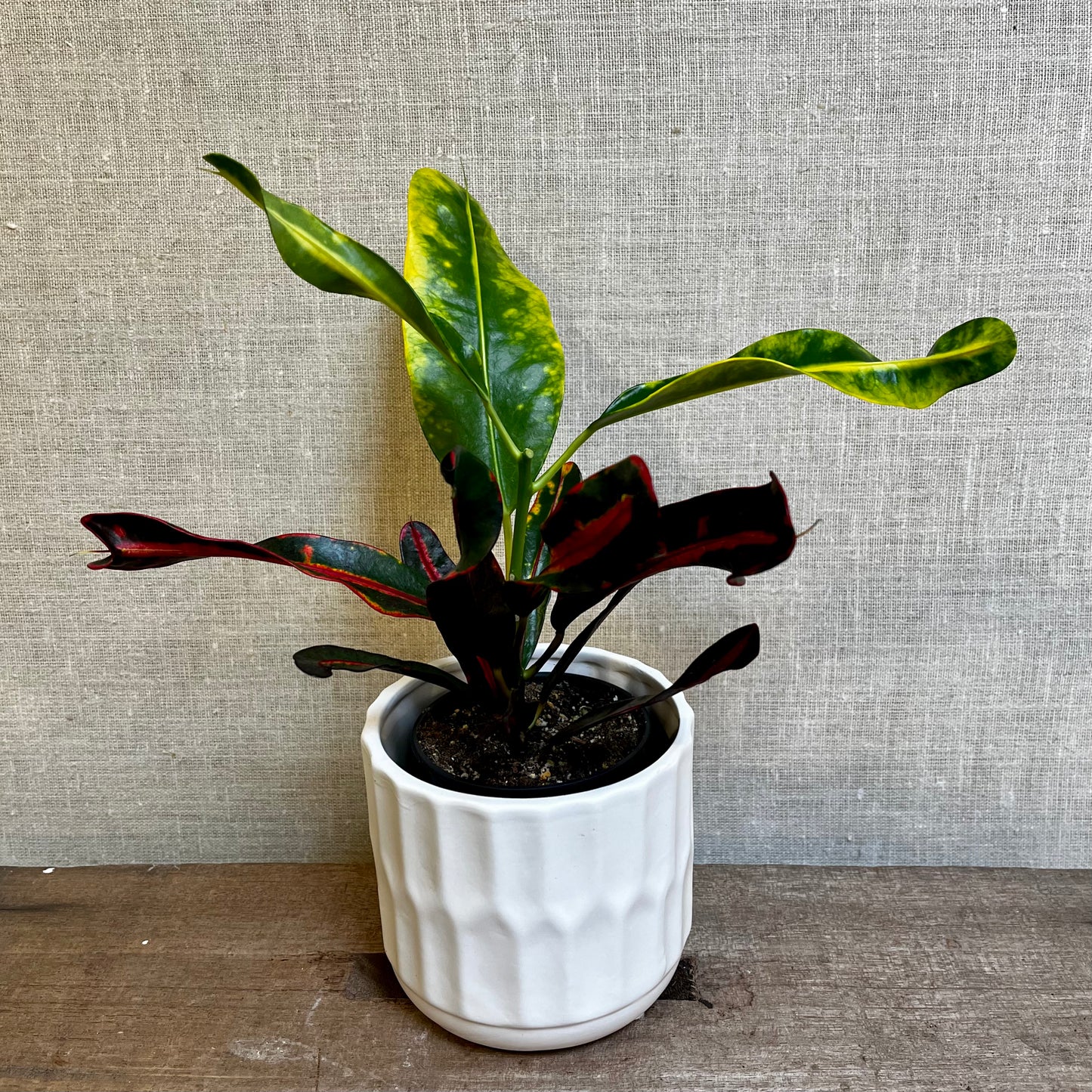 Croton - Mammy